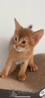 Photo №2 to announcement № 52480 for the sale of abyssinian cat - buy in Russian Federation private announcement, from nursery