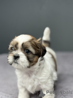 Photo №3. Adorable Shih Tzu for sale. United States