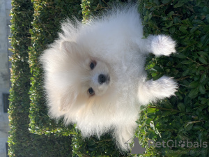 Additional photos: Pomeranian boy