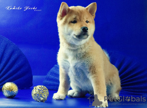 Photo №2 to announcement № 93622 for the sale of shiba inu - buy in Russian Federation private announcement, from nursery, breeder