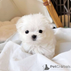 Photo №3. This is my male handsome boy and he is so excited to visit a new home so if you. Croatia