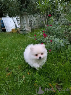 Photo №1. pomeranian - for sale in the city of Aston | Is free | Announcement № 176567