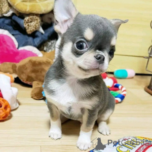 Photo №2 to announcement № 158730 for the sale of chihuahua - buy in Germany private announcement