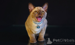 Photo №1. burmese cat - for sale in the city of Dnipro | 581$ | Announcement № 54305