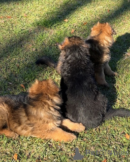 Photo №3. Home trained German shepherd puppies. Germany