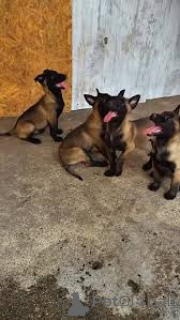 Photo №1. belgian shepherd - for sale in the city of Vienna | 1032$ | Announcement № 165436