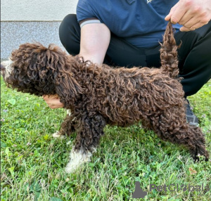 Additional photos: Puppies for sale - Lagotto Romagnolo