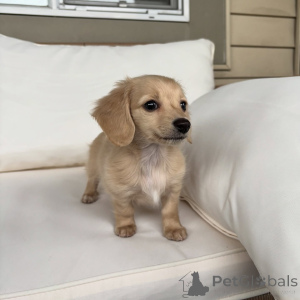 Photo №1. dachshund - for sale in the city of Berlin | negotiated | Announcement № 163519