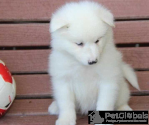 Photo №1. samoyed dog - for sale in the city of Kuwait City | negotiated | Announcement № 134070