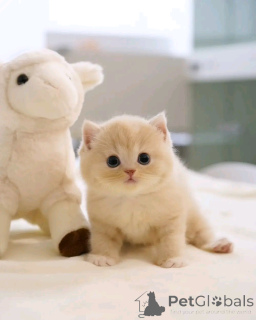 Photo №4. I will sell scottish fold in the city of Berlin. breeder - price - 376$