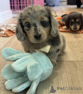 Photo №1. dachshund - for sale in the city of Eindhoven | negotiated | Announcement № 163655