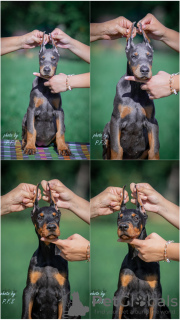 Photo №3. Doberman puppies for sale. Serbia