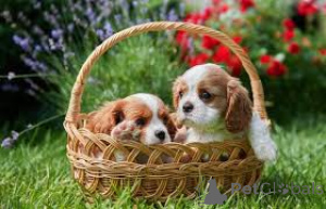 Photo №1. cavalier king charles spaniel - for sale in the city of Gheent | 723$ | Announcement № 167111