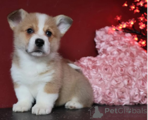 Photo №4. I will sell welsh corgi in the city of Berlin. breeder - price - negotiated