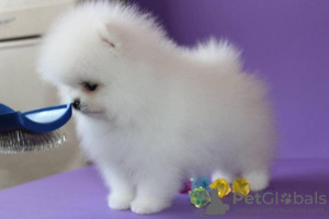 Photo №1. german spitz - for sale in the city of Sion | Is free | Announcement № 17618