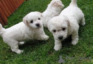 Photo №1. bichon frise - for sale in the city of Dusseldorf | 473$ | Announcement № 18613
