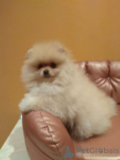 Photo №1. pomeranian - for sale in the city of Eindhoven | 412$ | Announcement № 46201