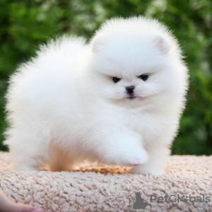 Photo №1. pomeranian - for sale in the city of Potsdam | 380$ | Announcement № 120046