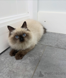 Photo №3. Premium Ragdoll Kittens Available Gentle Temperament & Stunning Looks. Switzerland