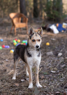 Photo №2 to announcement № 138868 for the sale of non-pedigree dogs - buy in Russian Federation 