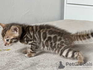 Additional photos: Bengal kittens