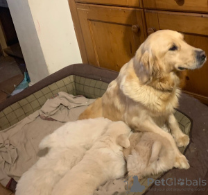 Photo №4. I will sell golden retriever in the city of Ribadesella. breeder - price - 423$