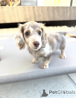 Photo №1. dachshund - for sale in the city of Amsterdam | negotiated | Announcement № 165207