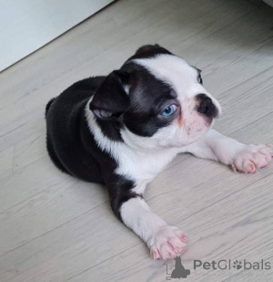 Photo №3. Available Boston terrier puppies . United States