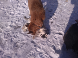 Additional photos: Siberian Husky Puppies