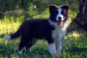 Photo №1. border collie - for sale in the city of Kruševac | negotiated | Announcement № 173566