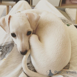 Photo №4. I will sell non-pedigree dogs in the city of Athens. private announcement - price - 444$