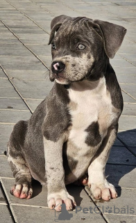 Photo №3. American Bully XL. Serbia