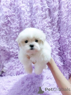 Photo №2 to announcement № 138909 for the sale of maltese dog - buy in Germany private announcement, breeder