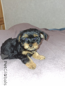 Photo №2 to announcement № 162867 for the sale of beaver yorkshire terrier, yorkshire terrier - buy in Estonia private announcement, from nursery, breeder