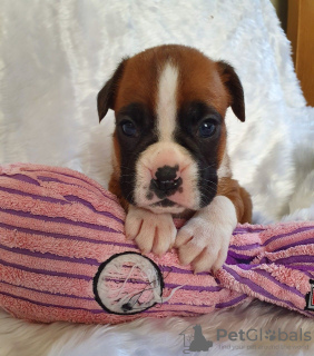 Photo №2 to announcement № 132185 for the sale of  - buy in Switzerland 