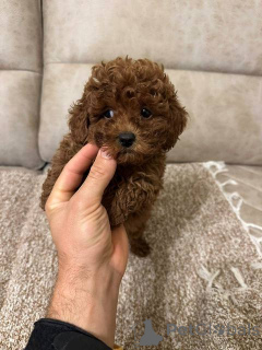 Photo №2 to announcement № 159971 for the sale of poodle (toy) - buy in Serbia 