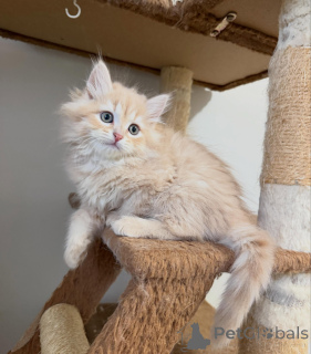 Photo №3. Premium Siberian Cats for Sale Healthy, Beautiful & Ready for Loving Homes. Netherlands