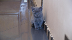 Photo №3. British kittens, there are boys of blue color and a girl of lilac. 2 months. Russian Federation