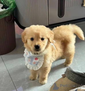 Photo №1. golden retriever - for sale in the city of Texas City | negotiated | Announcement № 135113