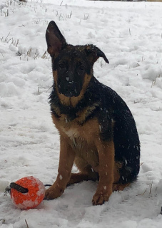 Additional photos: Bred puppies of a German shepherd