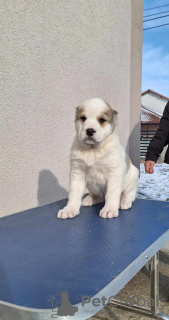 Additional photos: Central Asian Shepherd puppies