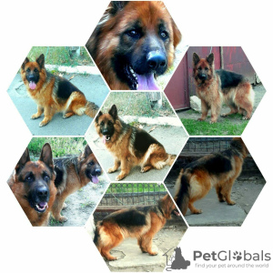 Photo №1. german shepherd - for sale in the city of Вознесенск | 128$ | Announcement № 7443