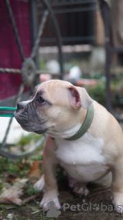 Additional photos: american bully