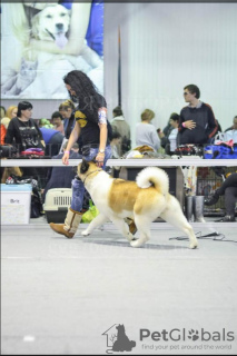 Photo №3. American Akita puppies. Russian Federation