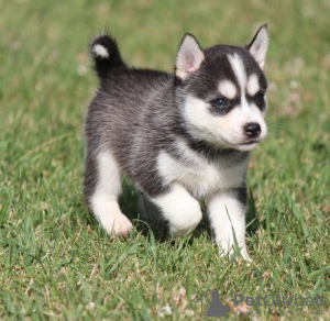 Photo №1. alaskan klee kai - for sale in the city of Никосия | negotiated | Announcement № 103448