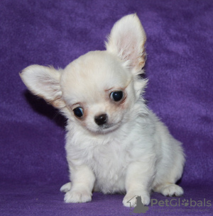 Photo №2 to announcement № 119955 for the sale of chihuahua - buy in Russian Federation breeder