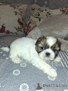 Photo №4. I will sell lhasa apso, maltese dog, maltipu, pomeranian, poodle (dwarf), finnish spitz, shih tzu in the city of Riga. private announcement, from nursery, breeder - price - 723$