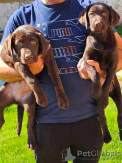 Photo №3. Chocolate Labrador, female puppies. Serbia