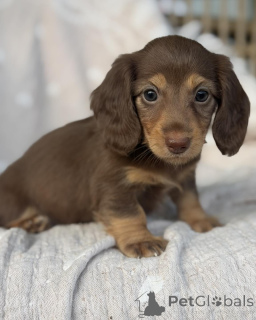 Photo №2 to announcement № 171319 for the sale of dachshund - buy in Czech Republic breeder