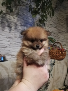 Photo №3. I will sell puppies of a Pomeranian spitz-dog. Belarus